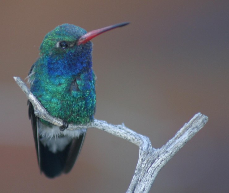 hummer-perch1