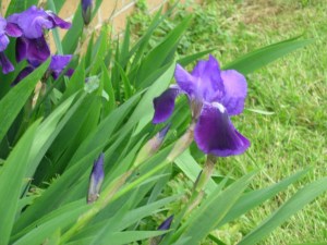 Iris growing at my folks' place...