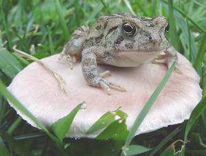 Courtesy of Dave Grant