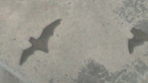 Courtesy of Dave Grant