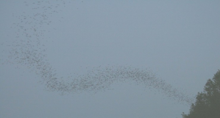 Courtesy of Dave Grant