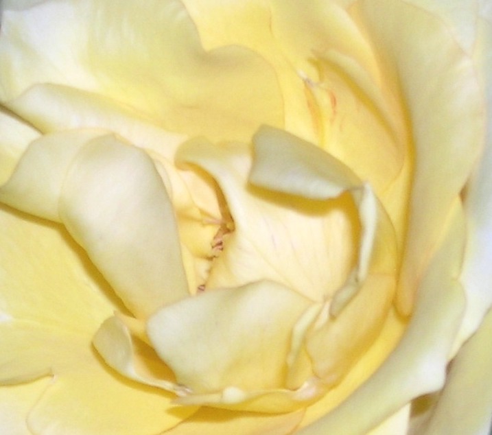 Yellow Roses Grace My World Lately