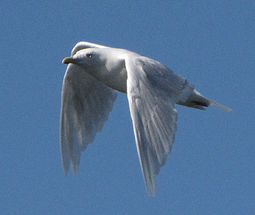 Sick of Presumption Stew