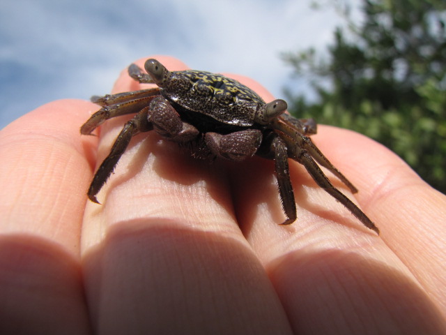 Photo Courtesy of Dave Grant