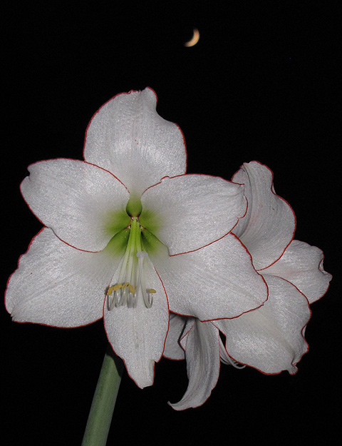 Amaryllis fix