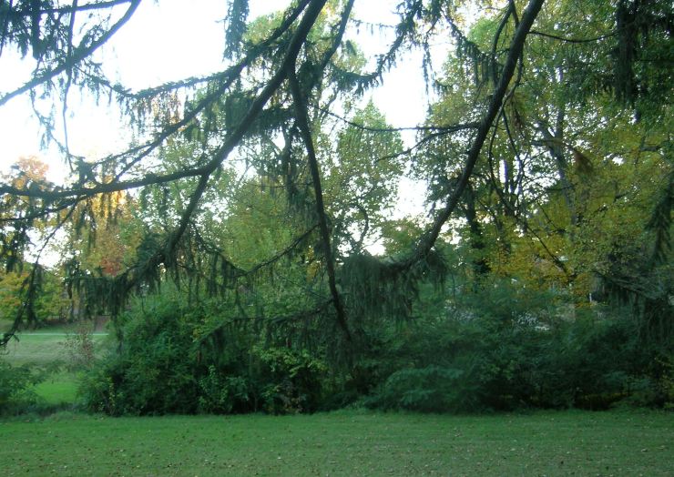 evergreen under trees