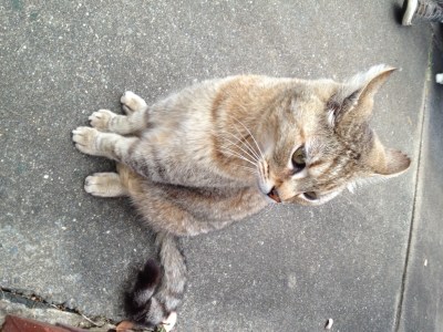 brilliant but still a sucker for baited cat traps...