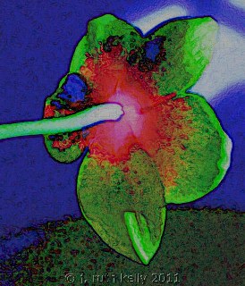 J. Ruth Kelly, All Rights Reserved