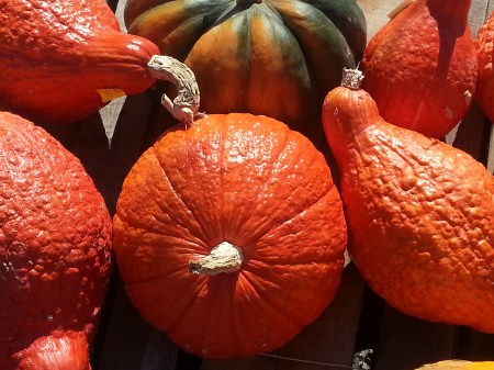 j. ruth kelly, all rights reserved, 2013