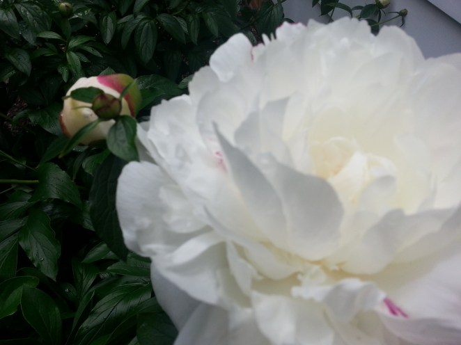 j. ruth kelly, 2015, all rights reserved