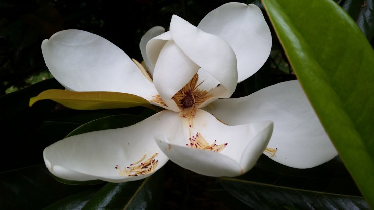 j. ruth kelly, 2015, all rights reserved