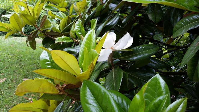 j. ruth kelly, 2015, all rights reserved