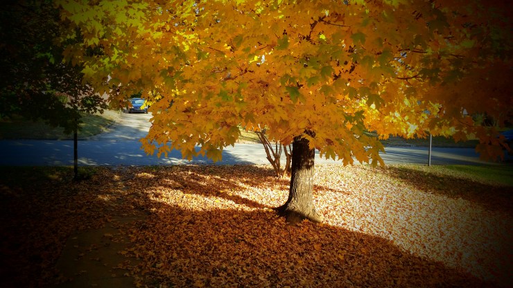 Photo by J. Ruth Kelly, All Rights Reserved, 2016